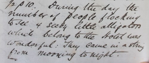 Visiting the alligators