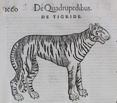 woodcut of tiger