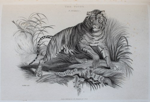 Tiger engraving