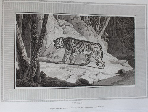 prowling tiger in woods