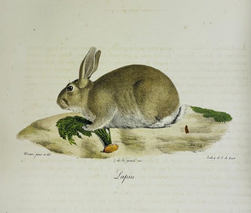 Brown rabbit clutching a carrot