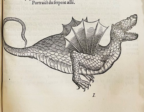 Woodcut of a two-legged winged dragon