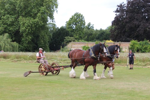 Photo of two brown shire horses attached to harvesting machinery, with the meadow in the background