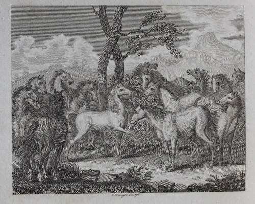 A gathering of numerous horses