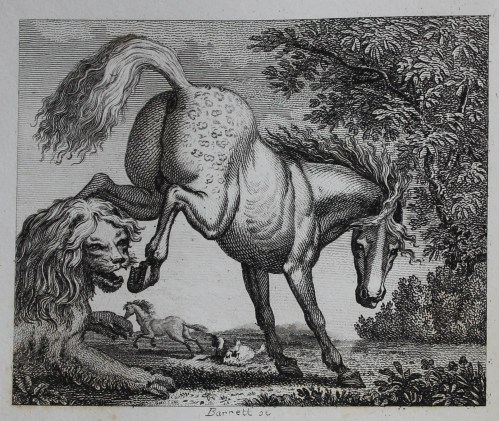 A horse kicking out with its back legs at a snarling lion