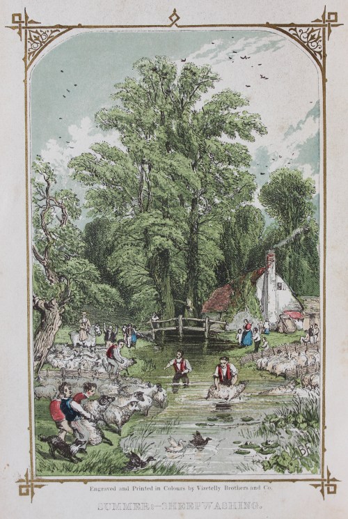 Colour illustration of sheep washing in a stream