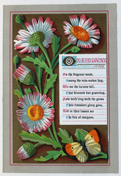 Illustration of an Ox-eye daisy and a butterfly, with an inset poem